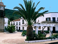 Las Aguas hübscher Ort in der Mitte der Nordküste von Tenerifa : Orschaft, Palme, Normaluhr, Gebäude